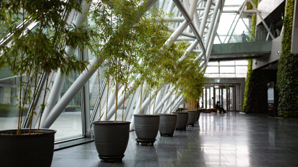 Commercial greenery maintenance service in Qatar