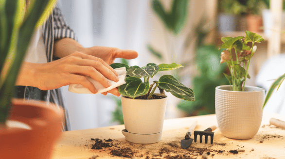 Indoor plant care for commercial spaces