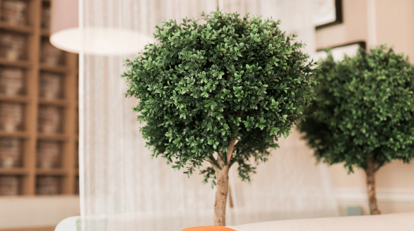 Office plant maintenance service for commercial spaces in Qatar