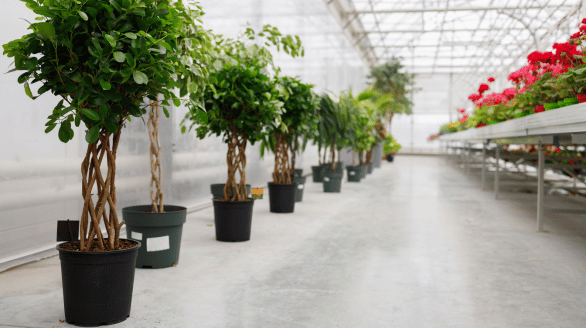 Indoor and outdoor plant supply service